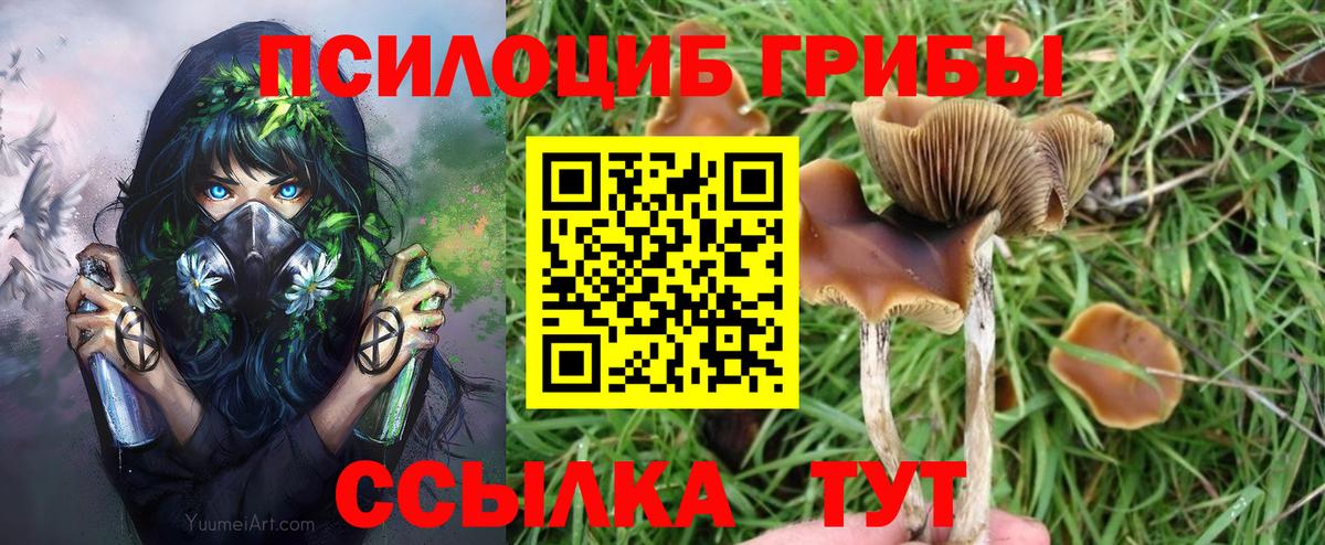 где можно купить наркотик  Вход с VPN  Славгород  Галлюциногенные грибы Cubensis 